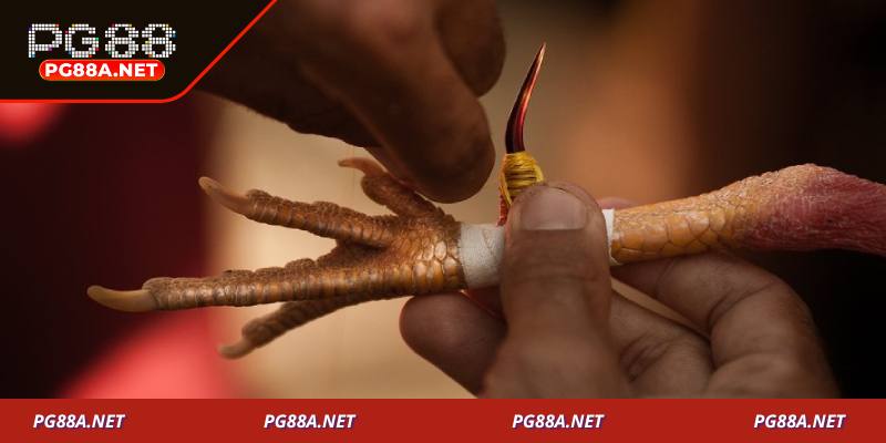 Các hình thức đá gà cựa sắt phổ biến và sự khác biệt