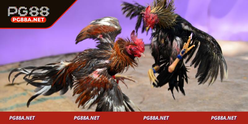 Các loại hình đá gà PG88 trực tiếp hấp dẫn nhất