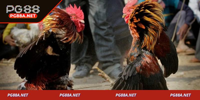 Đá gà PG88 – Nền tảng cá cược hiện đại