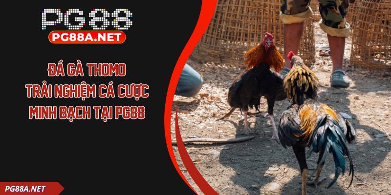 Đá Gà Thomo