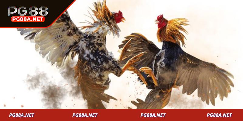 Kinh nghiệm cá cược đá gà PG88 hiệu quả