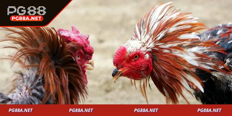 Kinh nghiệm chơi đá gà Mộc Bài hiệu quả cho tân thủ