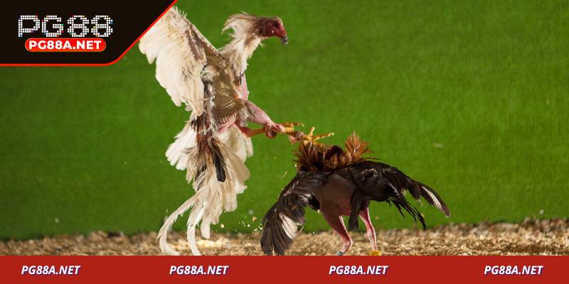 Kinh nghiệm chọn kèo đá gà cựa sắt hiệu quả