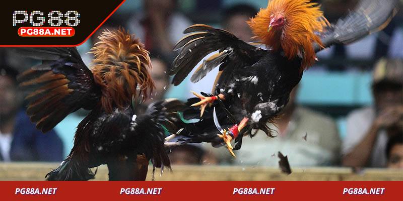 Luật chơi đá gà Mộc Bài và các kèo cược phổ biến