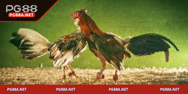Lý do nên theo dõi đá gà Thomo trên nền tảng PG88