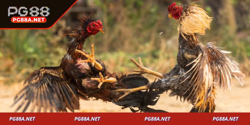 Mẹo cá cược đá gà Thomo hiệu quả cho người mới tại PG88