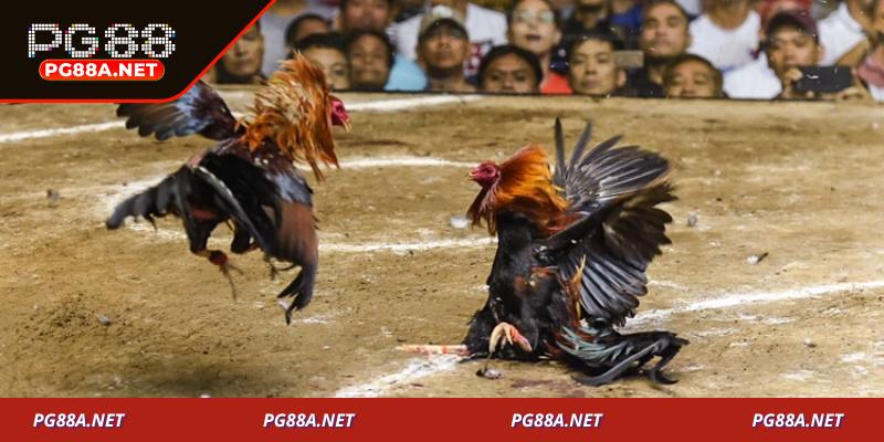 Những ưu thế nổi bật khi tham gia đá gà PG88
