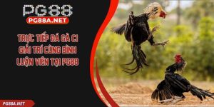 Trực Tiếp Đá Gà C1