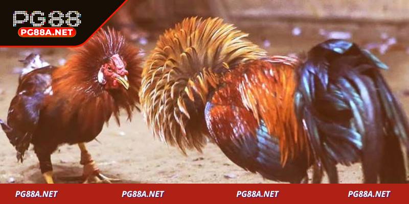 Ưu điểm nổi bật khi tham gia đá gà Mộc Bài online